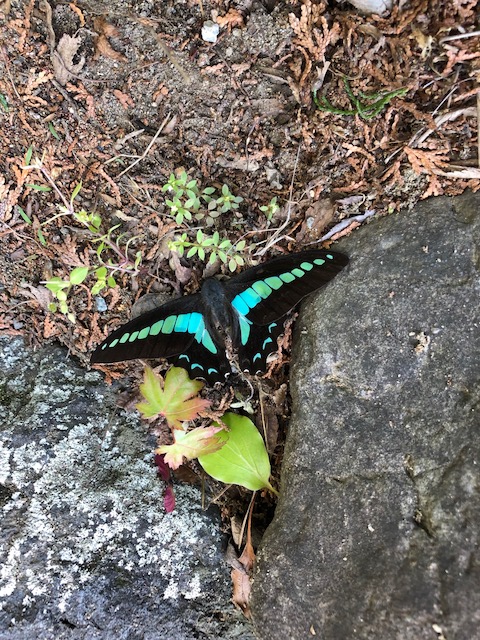 綺麗な五十鈴川と綺麗な蝶